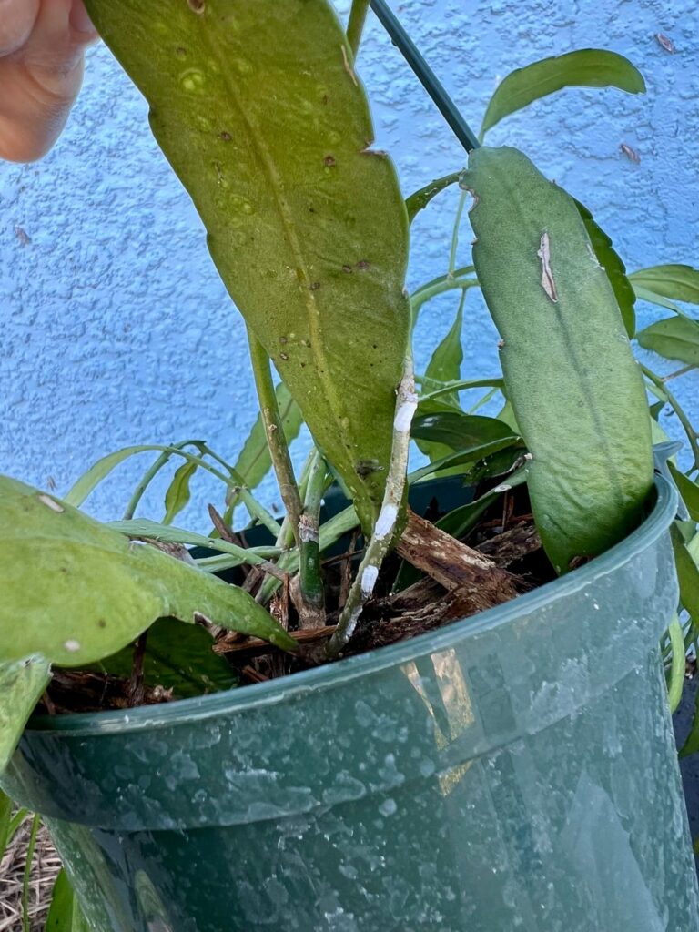 Are these mealybugs or something else? Are these mealybugs or something else?