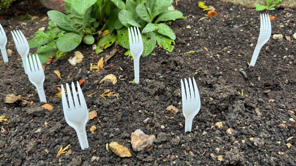 I tried ‘lawn forking’, the garden hack that makes a lot more sense than it sounds Forks in soil in the garden
