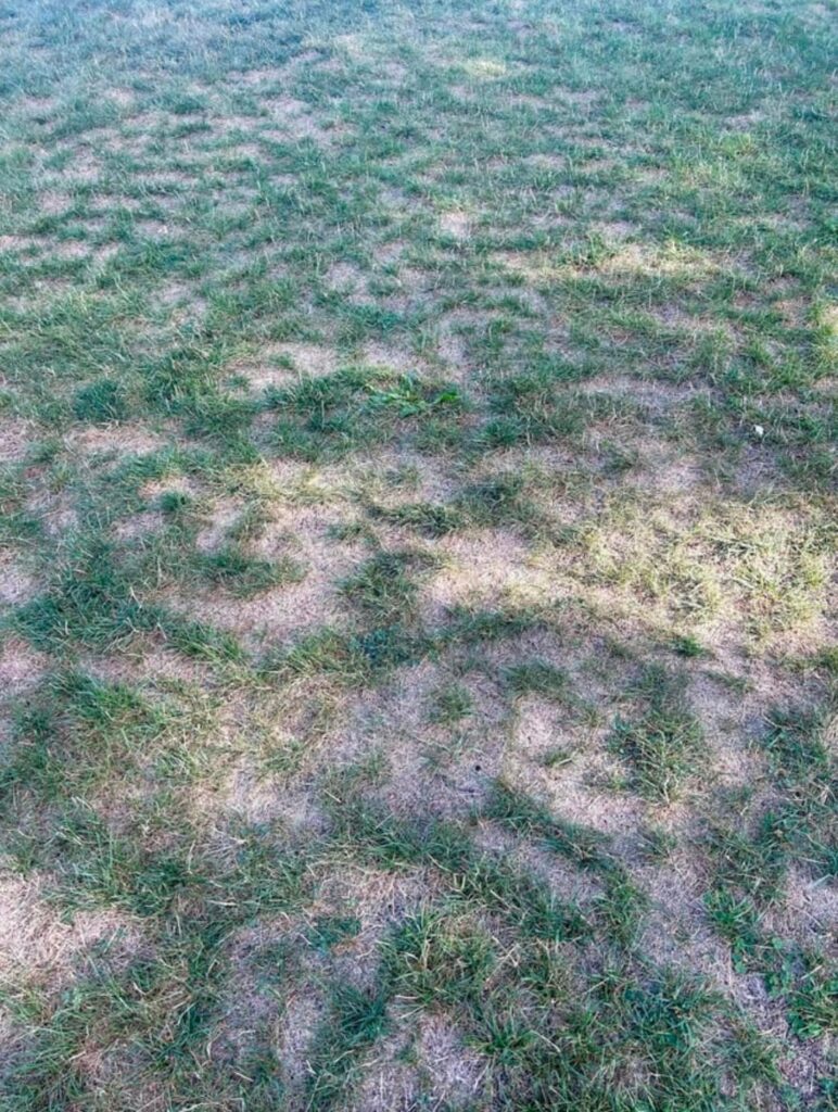 3 weeks post overseed