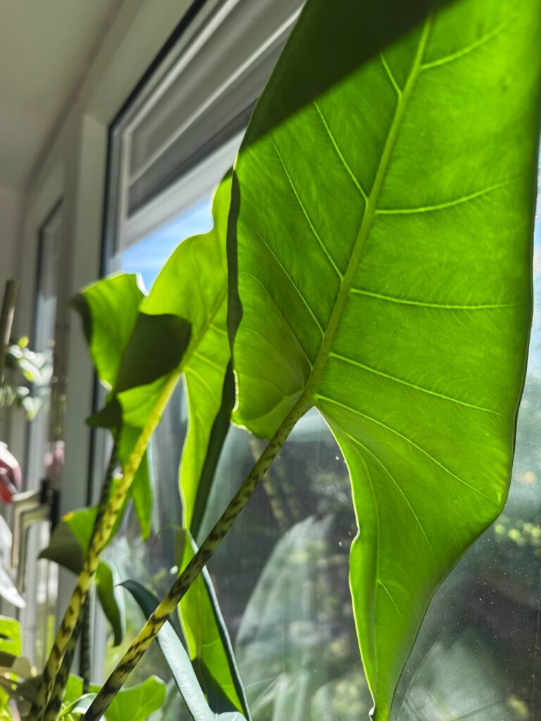 My Alocasia Zebrina, slowly becoming one with the glass 💀