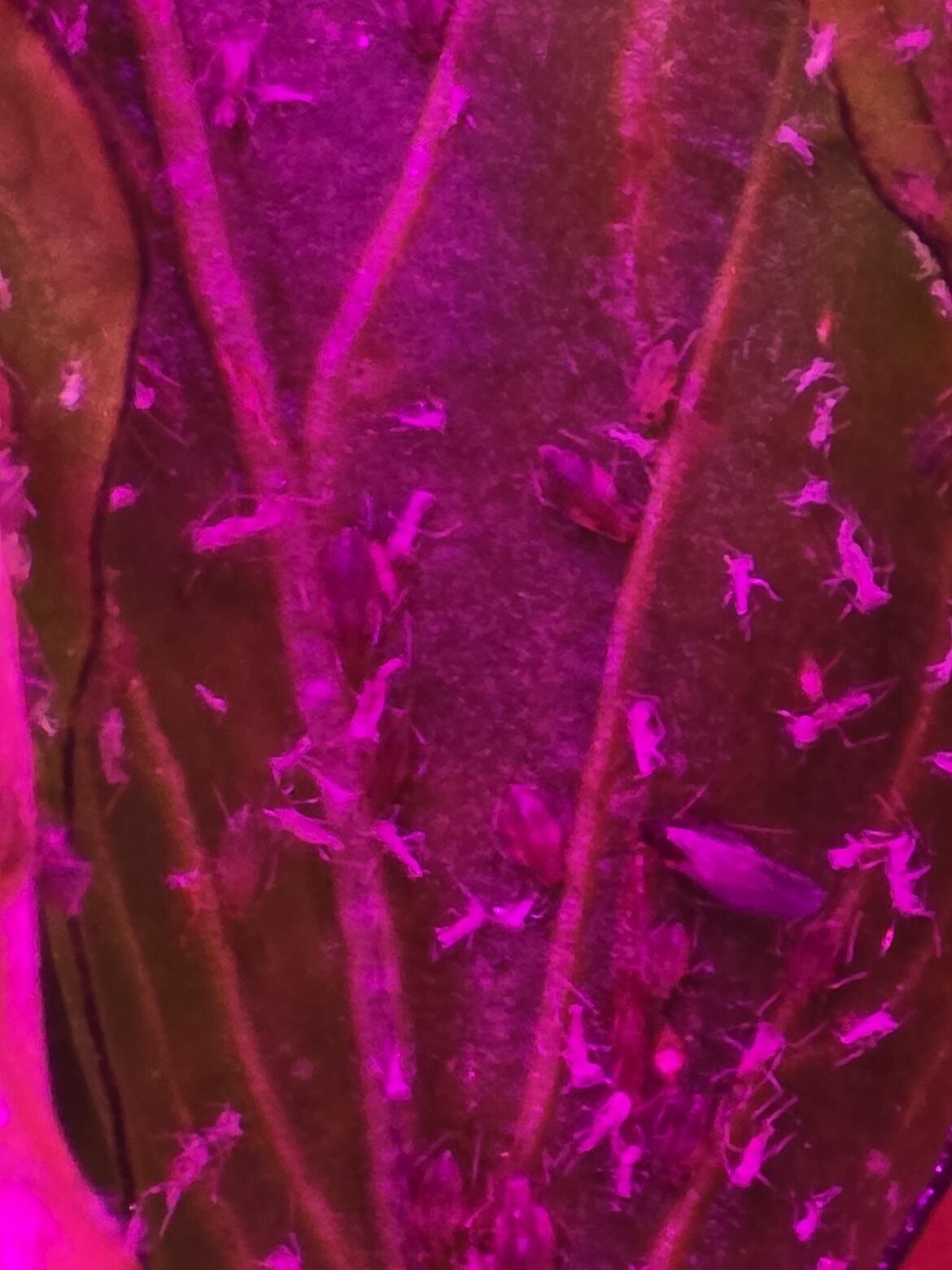 White bugs on my pepper