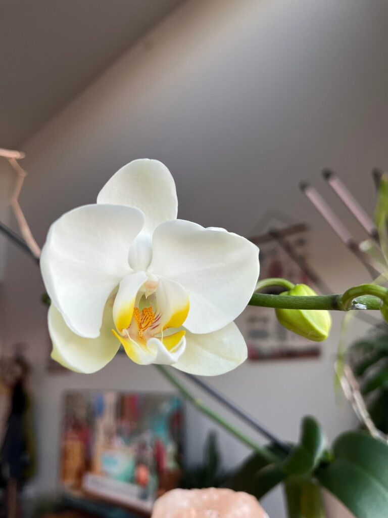 My orchid and my queen both bloomed today!