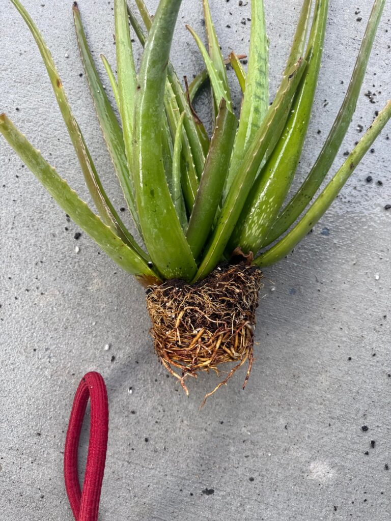 Repotting this gifted aloe to find this….how do I fix it ??