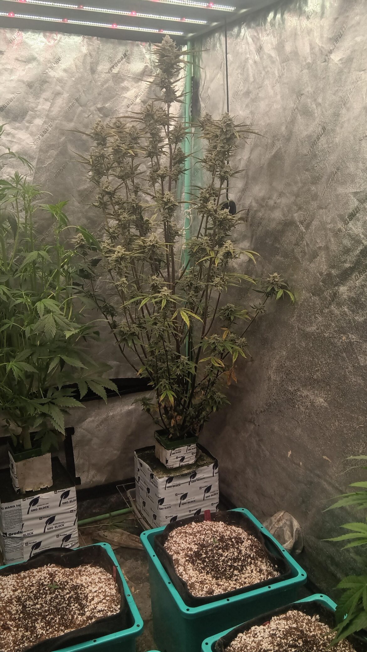 Mango Smile Auto Day 60