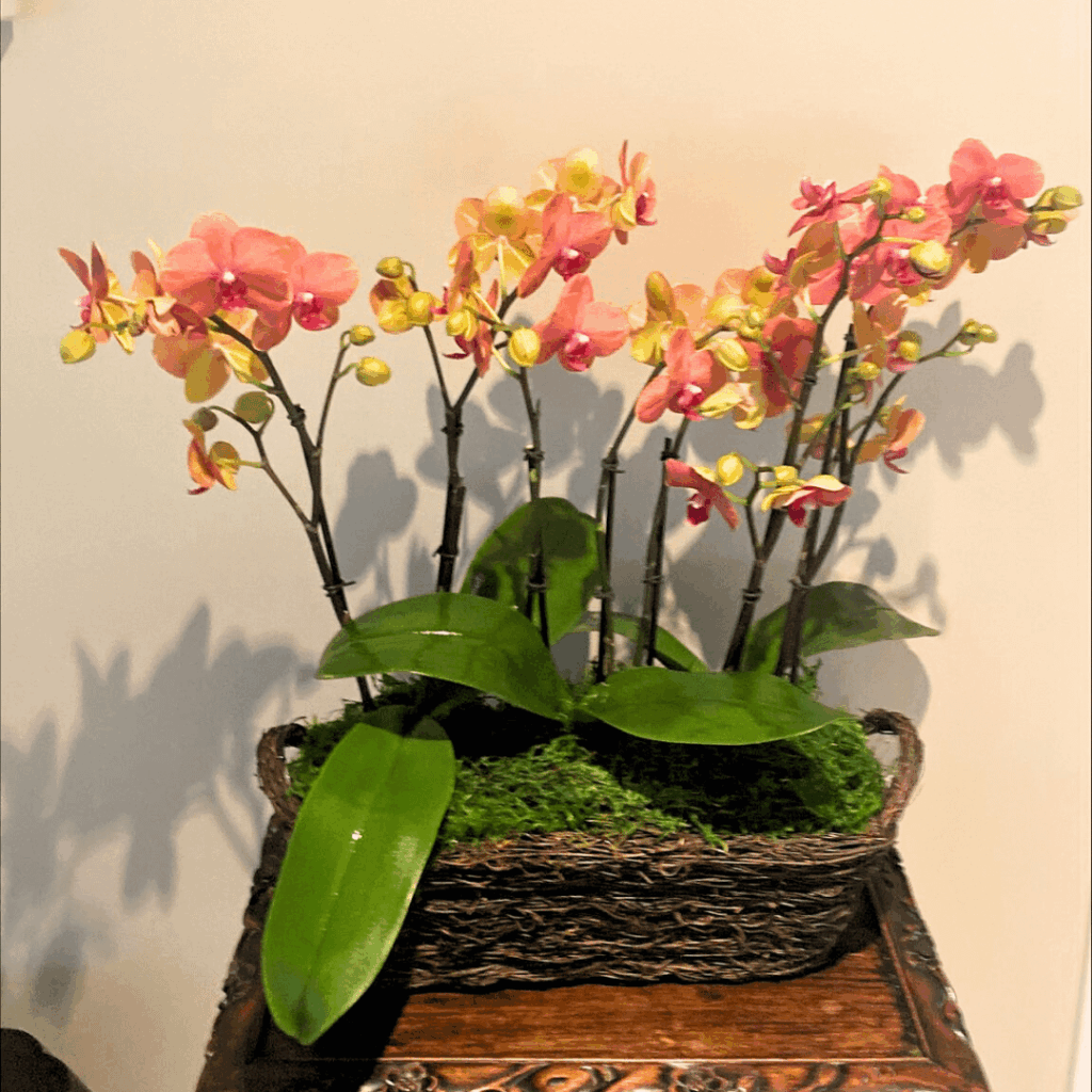 Just some orange orchid arrangement making Halloween feel a little softer 🎃🌸