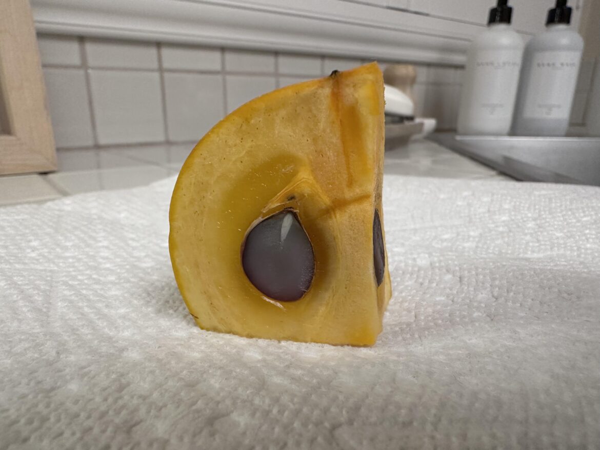 What causes these GIANT seeds inside my fuyu persimmon?