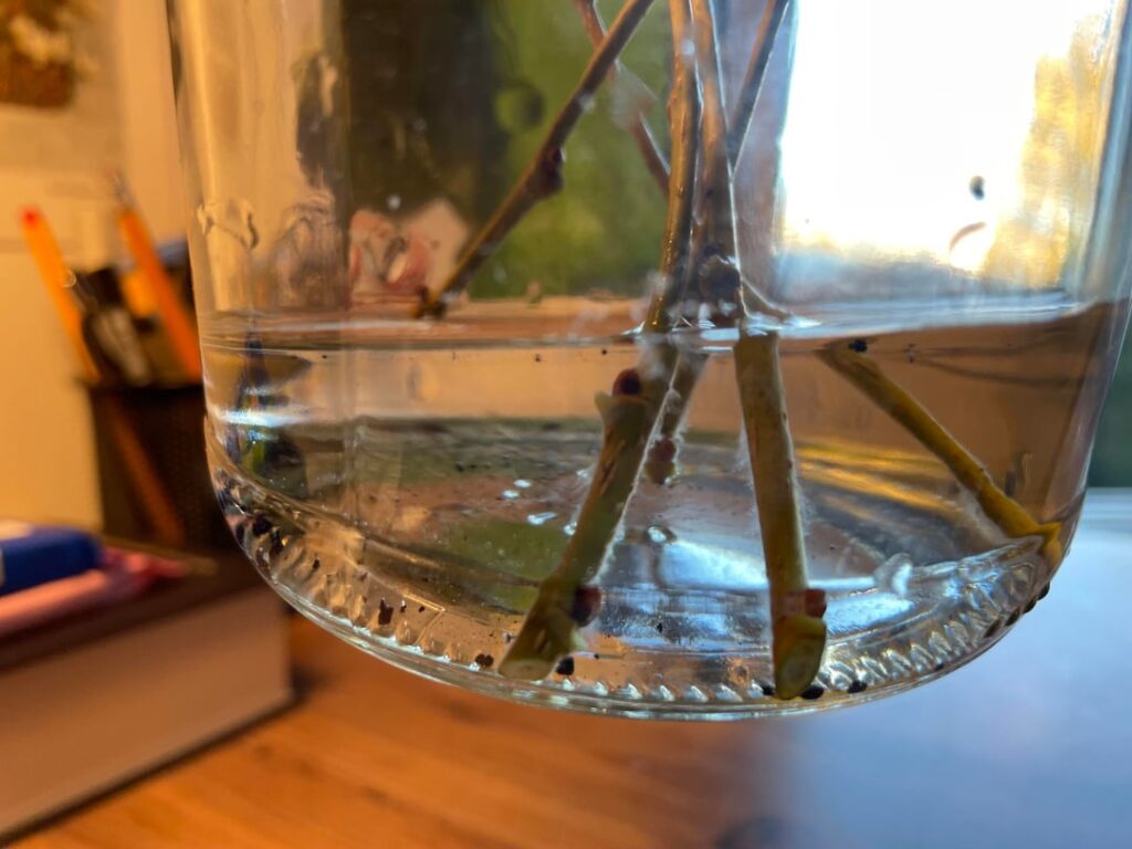 Mulberry clippings — third day in water Mulberry clippings — third day in water