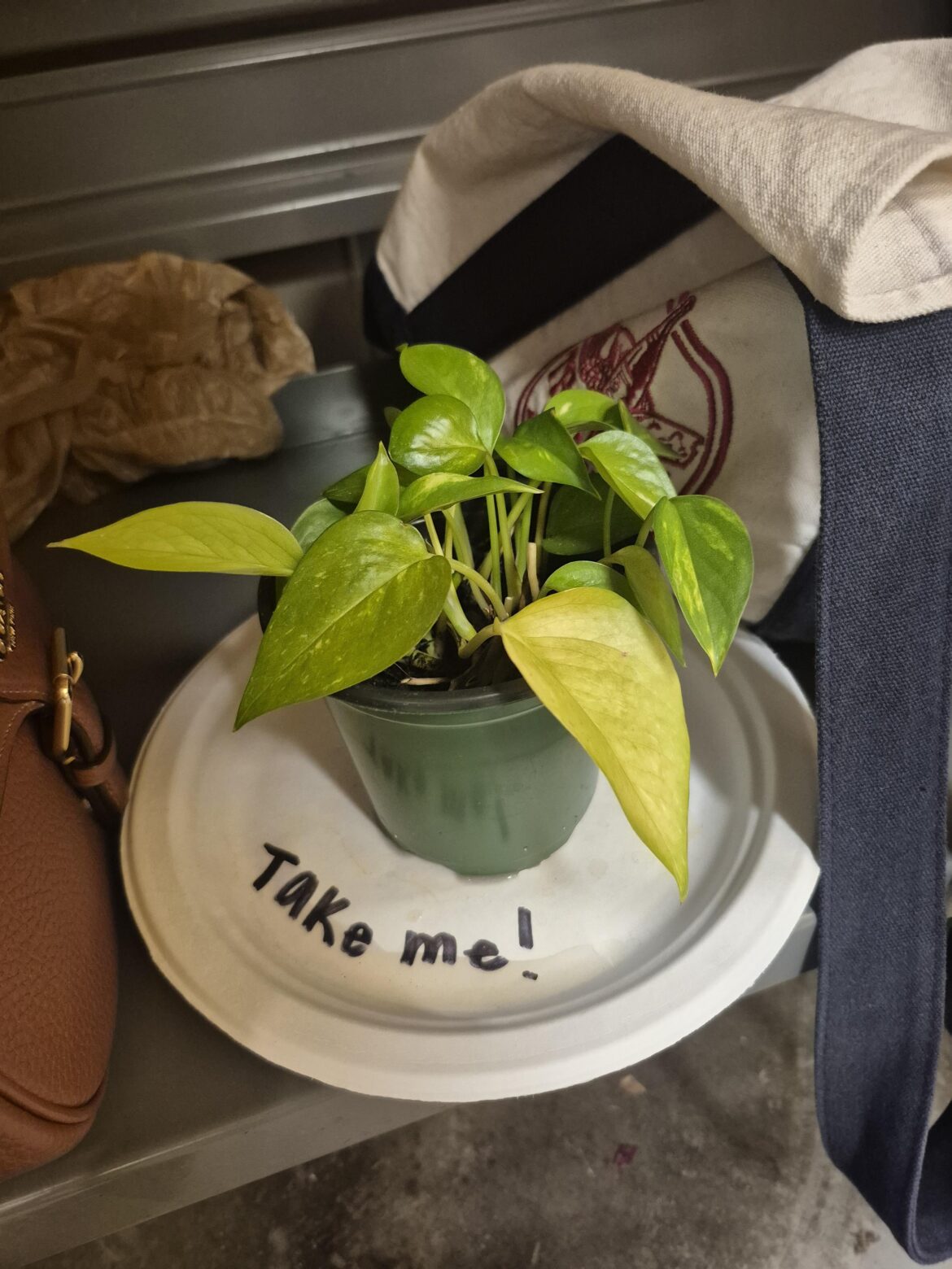 Who is He? Mysterious Break Room Plant