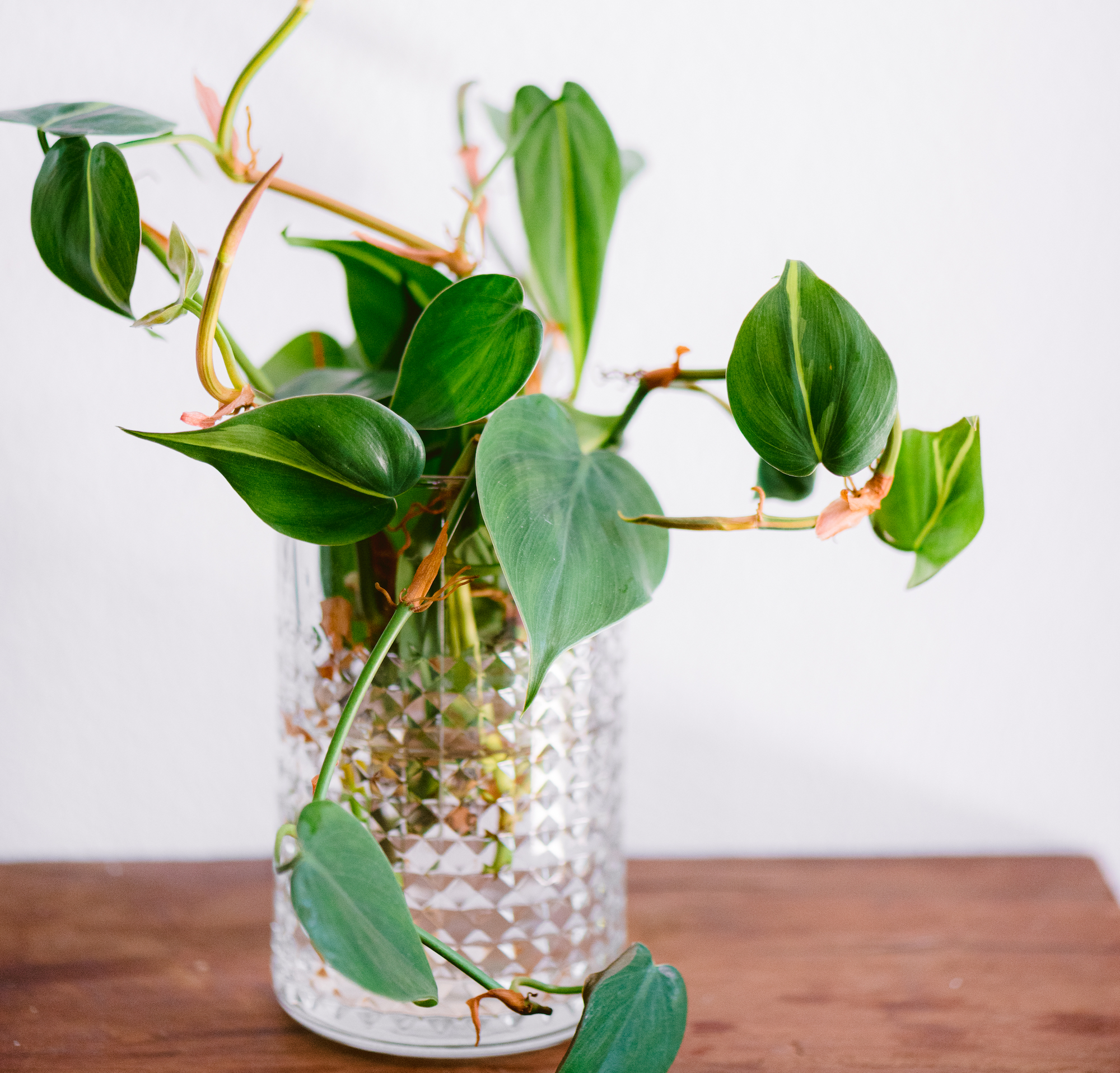Heart-leaf philodendron growing in water