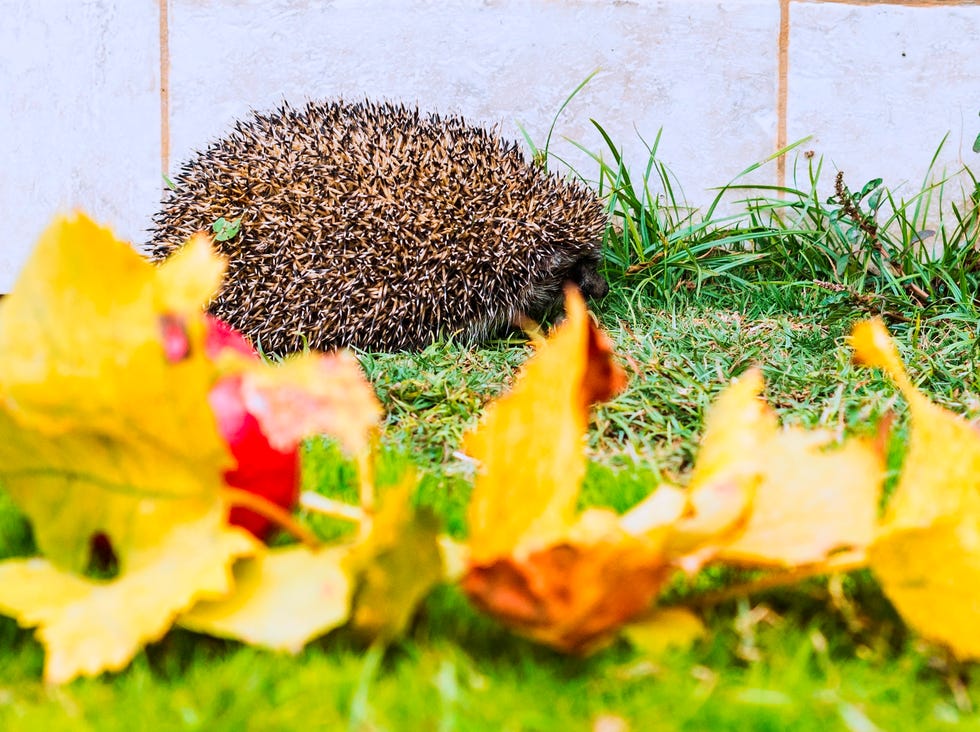 Hedgehog in autumn garden a hedgehog in the garden with autumn leaves in the foreground