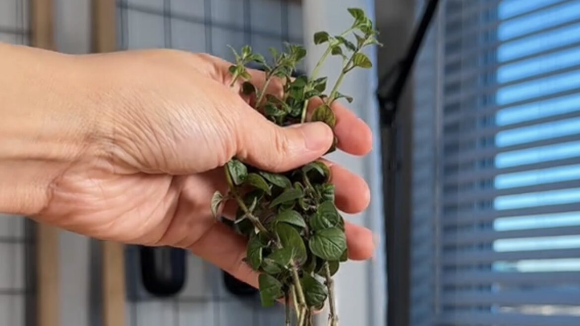 Gardener shares simple hack to grow seemingly endless supply of popular herbs: ‘I have to try’ A TikToker shared a hack for growing an herb garden with just cuttings and a little water.