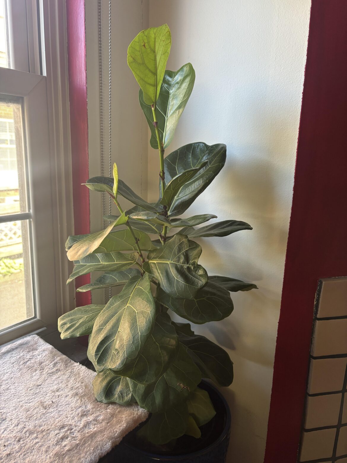 Advice/Expertise needed