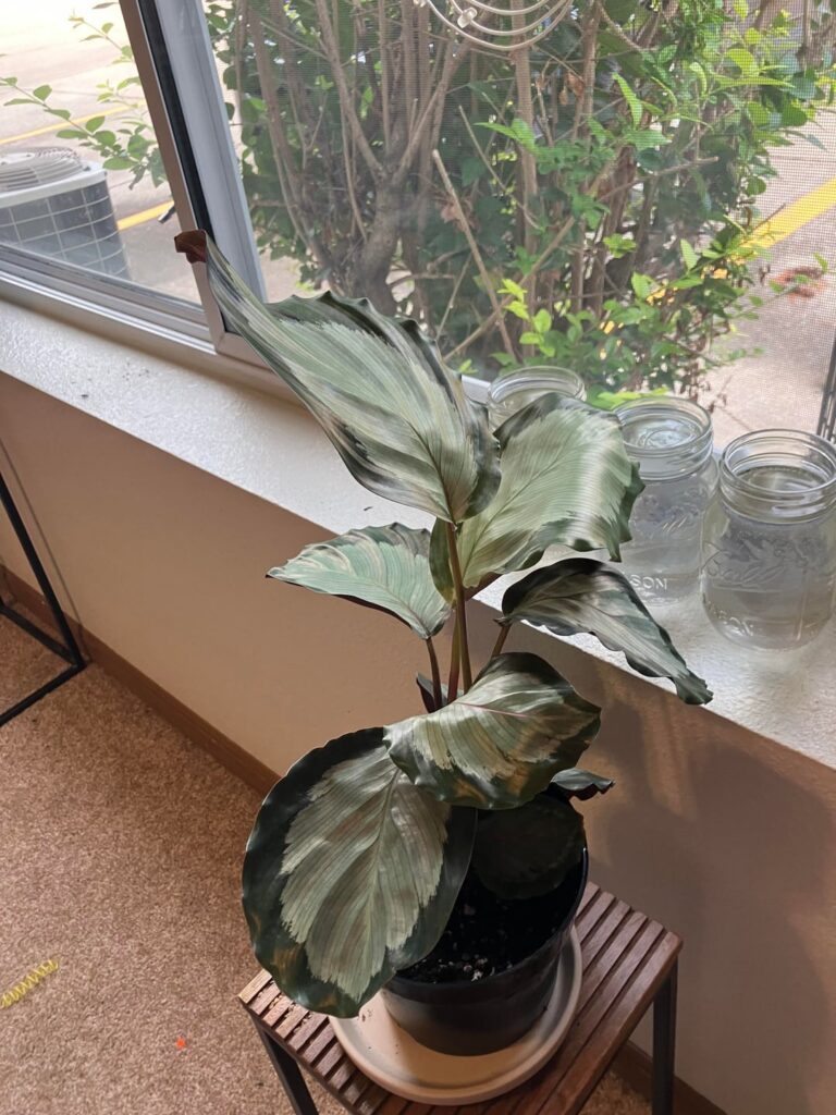 How does she look? How does she look?