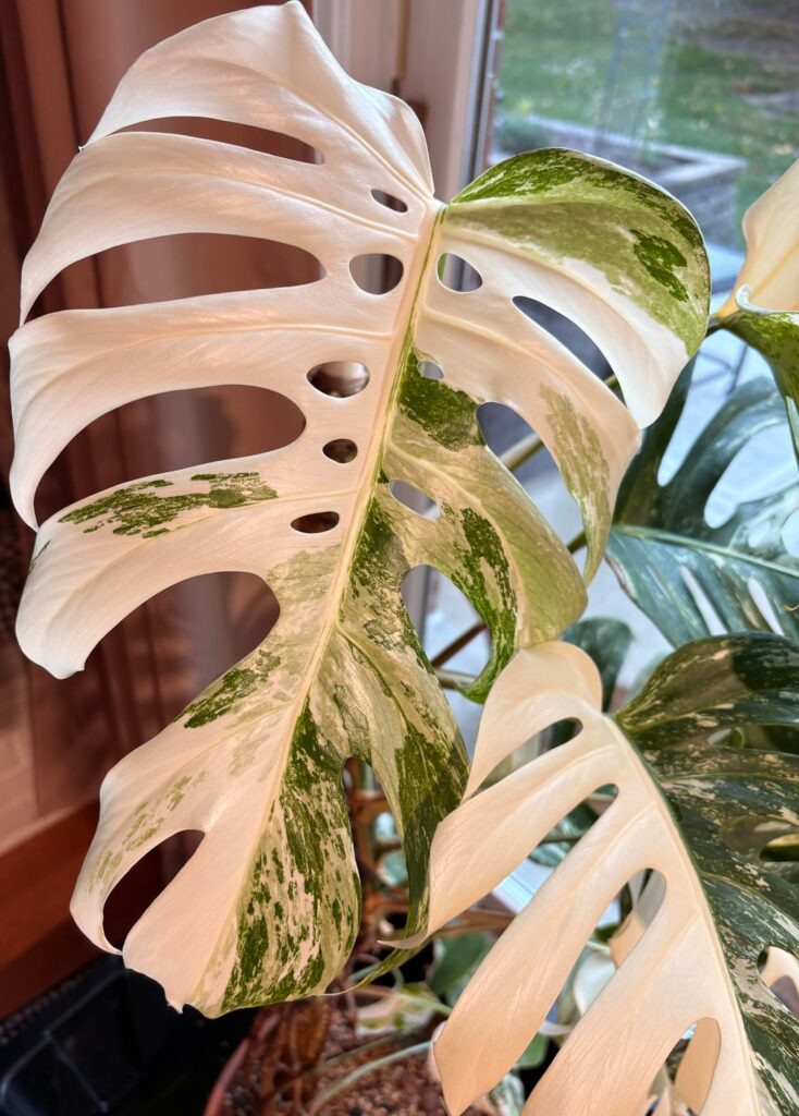 Just wanted to show off her newest leaf