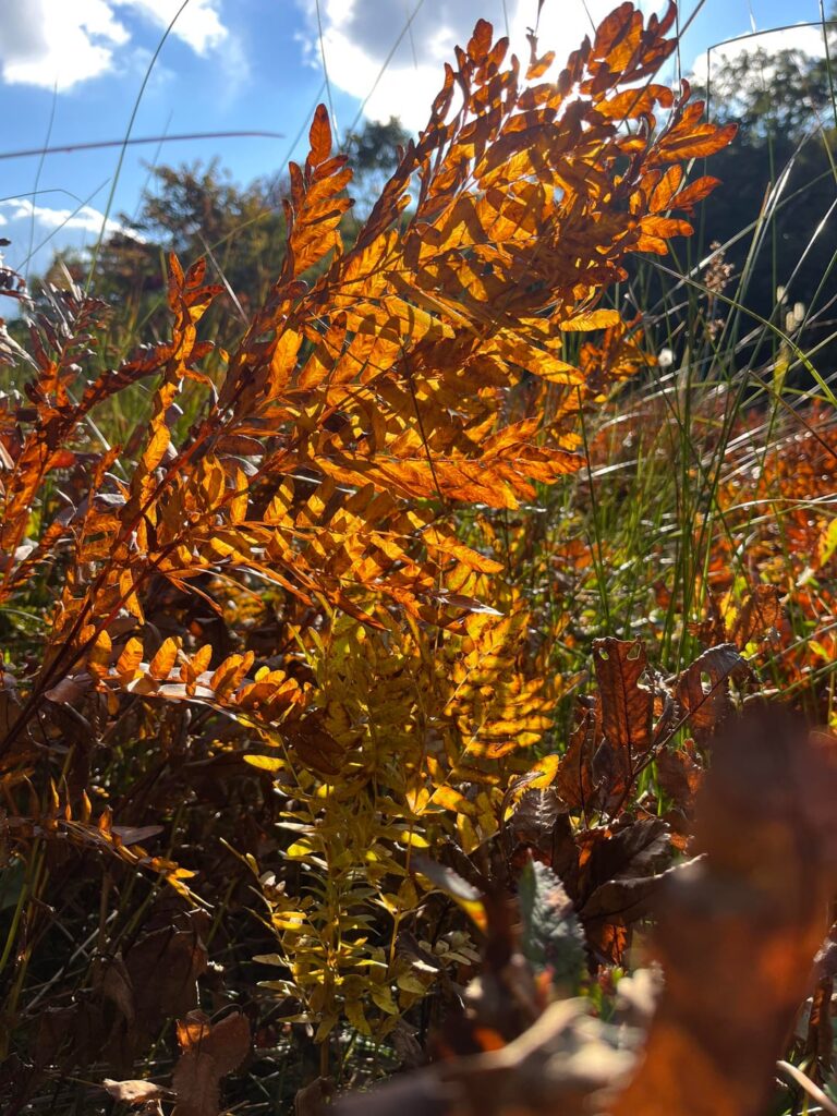 Favorite plants for fall color? Favorite plants for fall color?