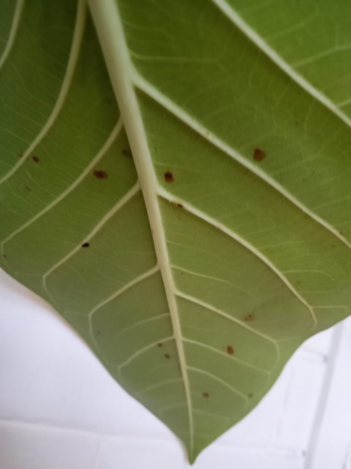 Spots on the Underside of My Ficus Leaves