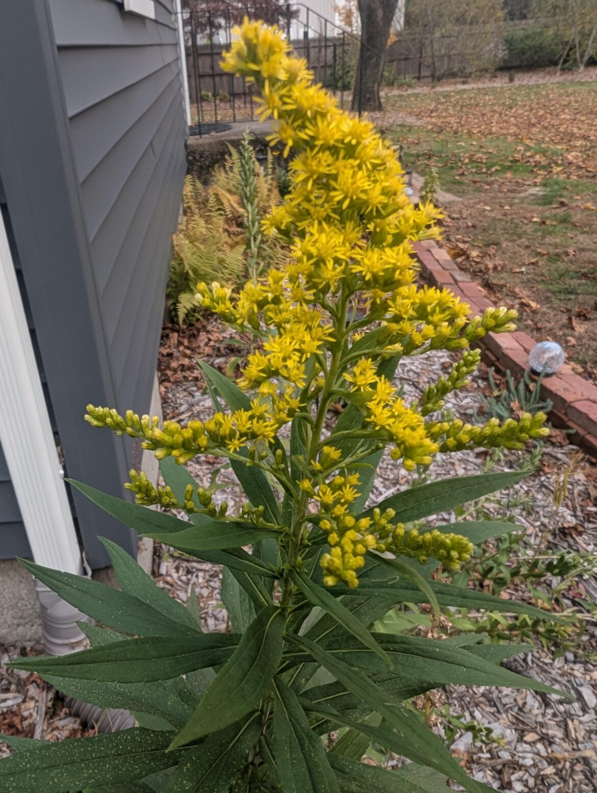 Surprise found in great blue Lobelia..