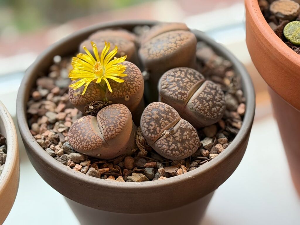More lithops blooms.