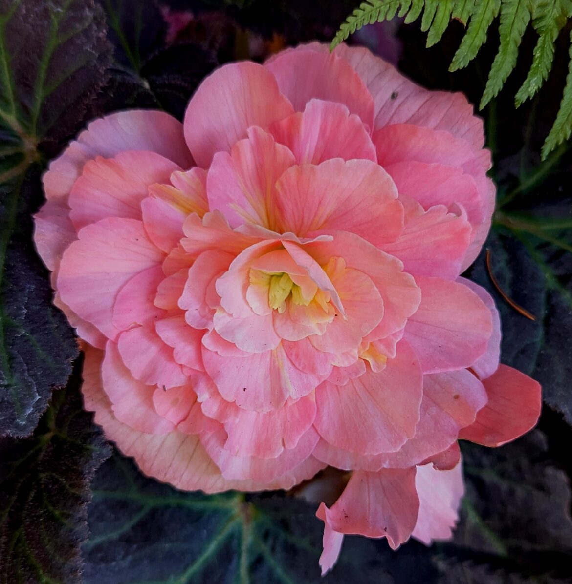 🩷Pink tuberous begonia with black/green foliage🩷