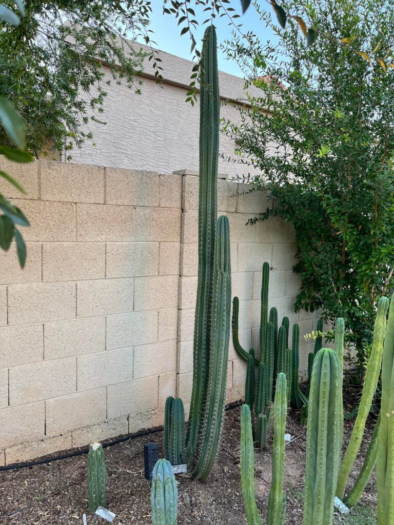 Coyote, 9ft tall in 4 years.