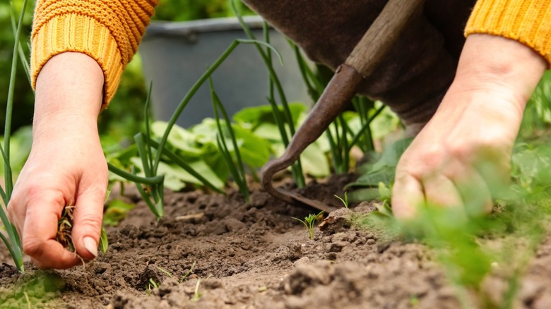 gardener hoeing tiny weeds in garden bed in fall
