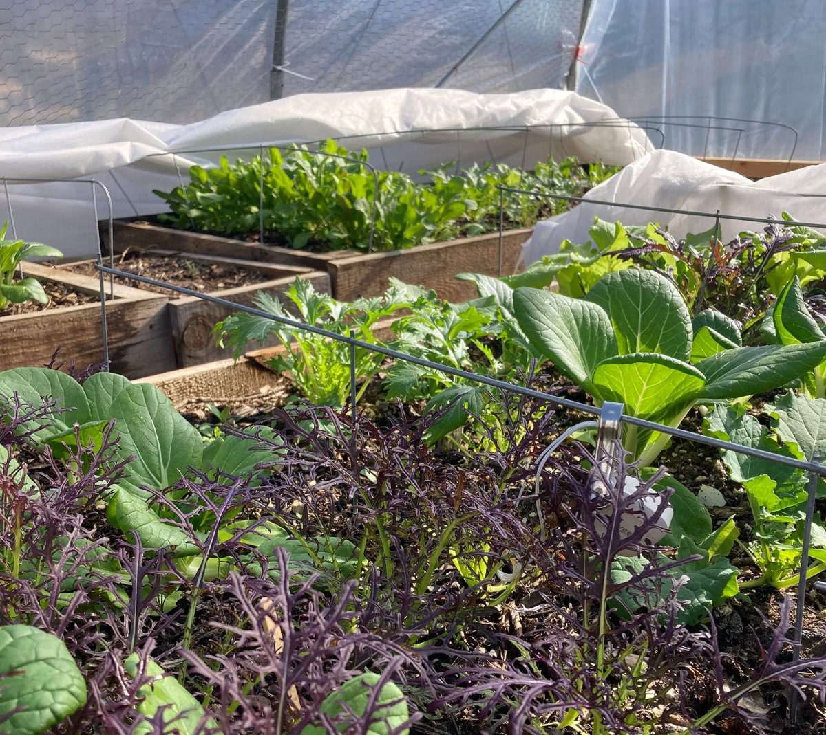 Greens growing in raised beds in a greenhouse