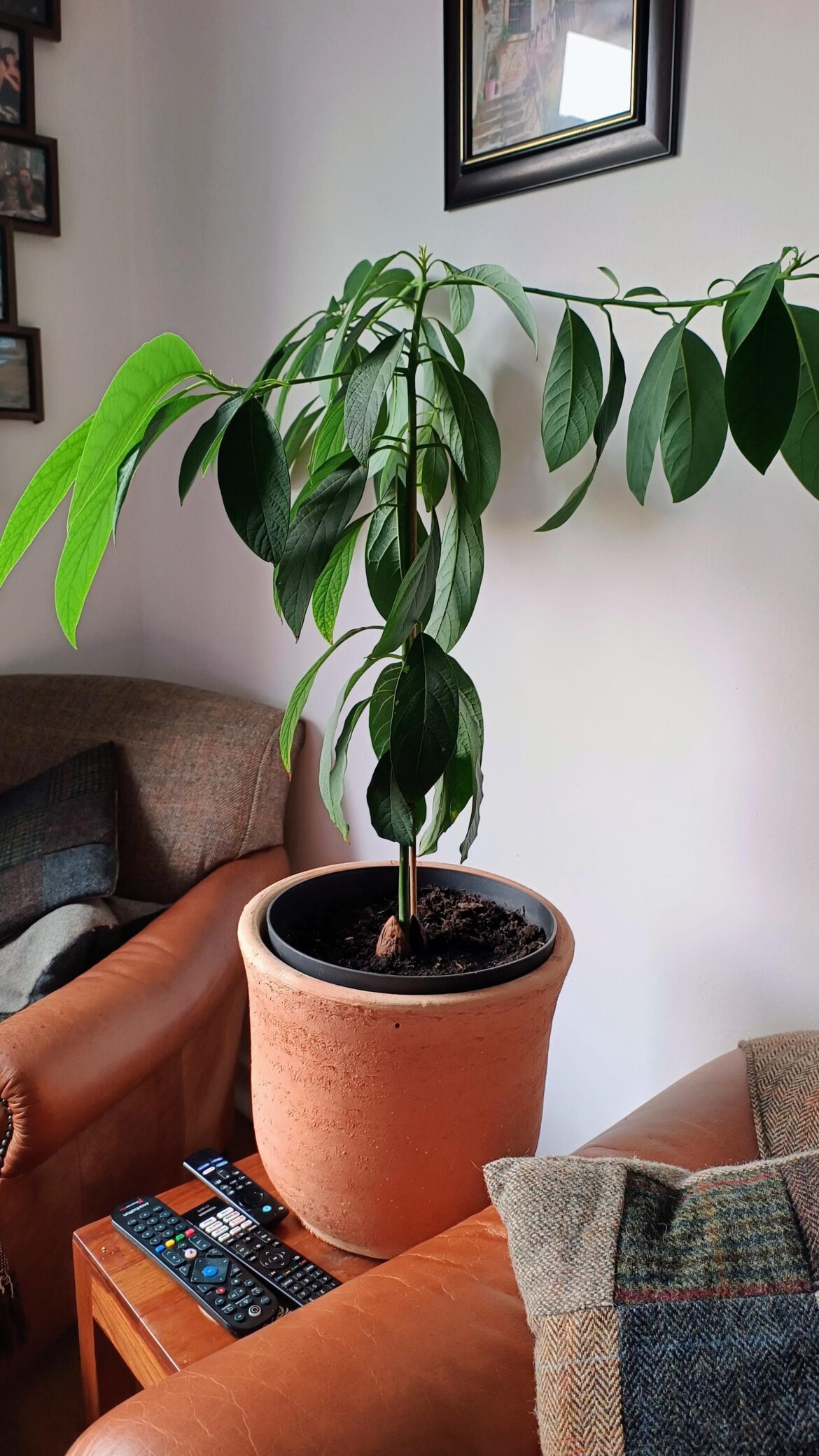 My 18 month old Avocado is growing out instead of up