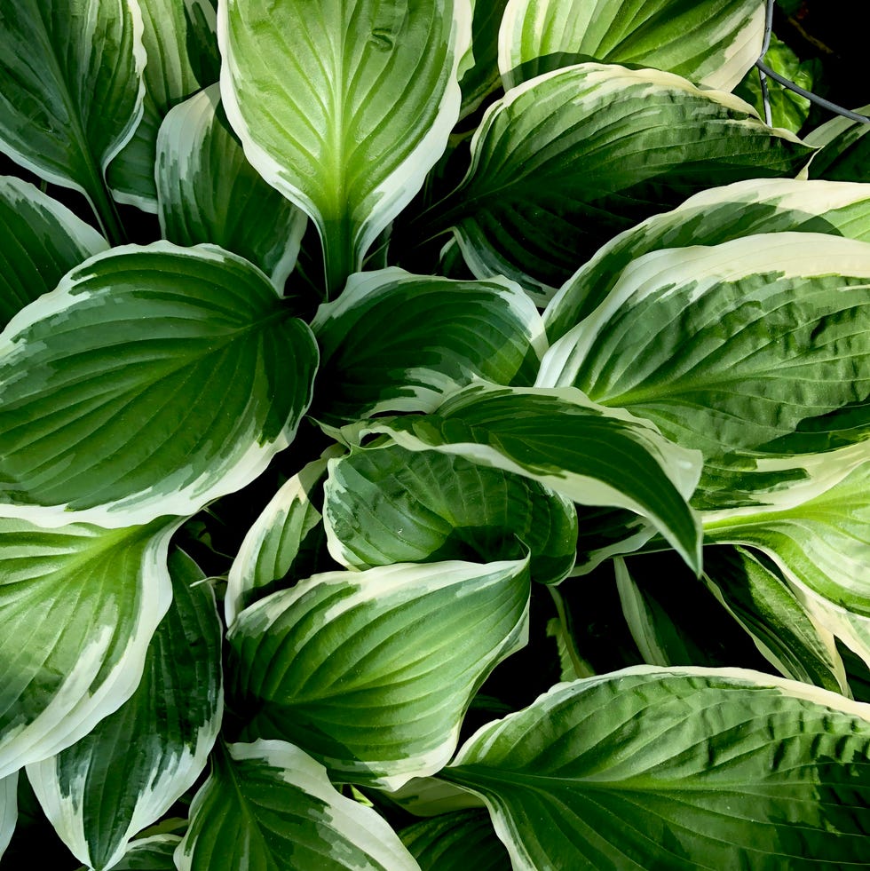 close up of hosta plant