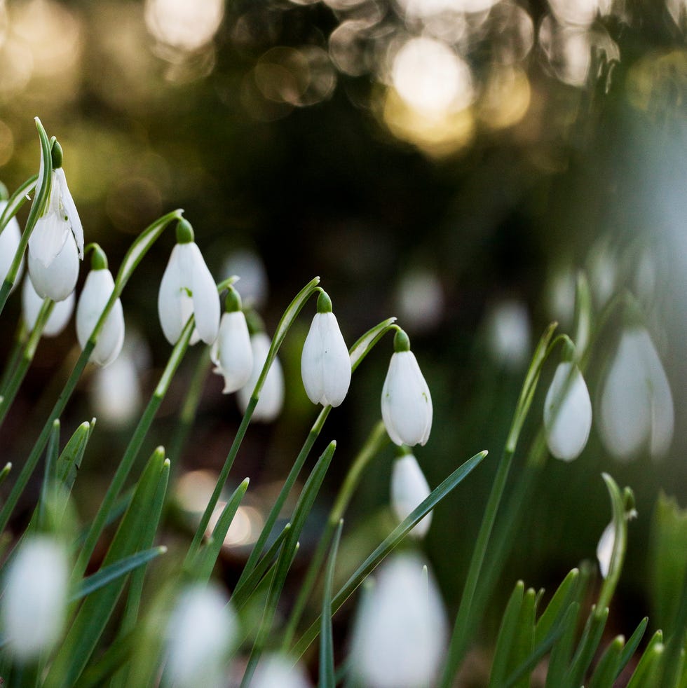 close up of a field of snowdrops in spring