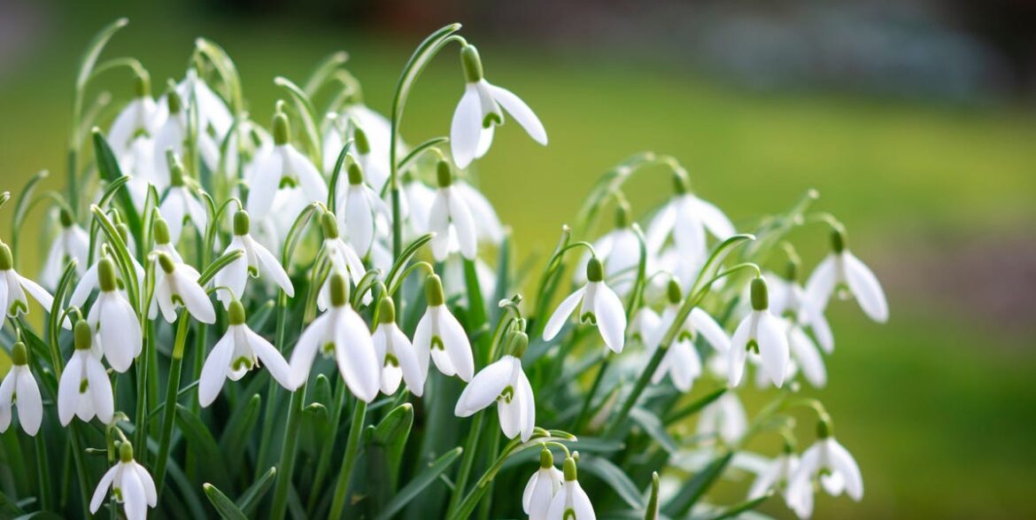 How To Plant Snowdrop Bulbs Now For A Stunning Spring Display