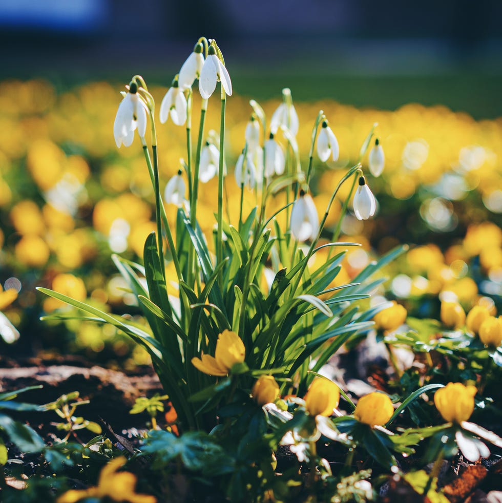 a clump of pure white snowdrops in an english garden in february