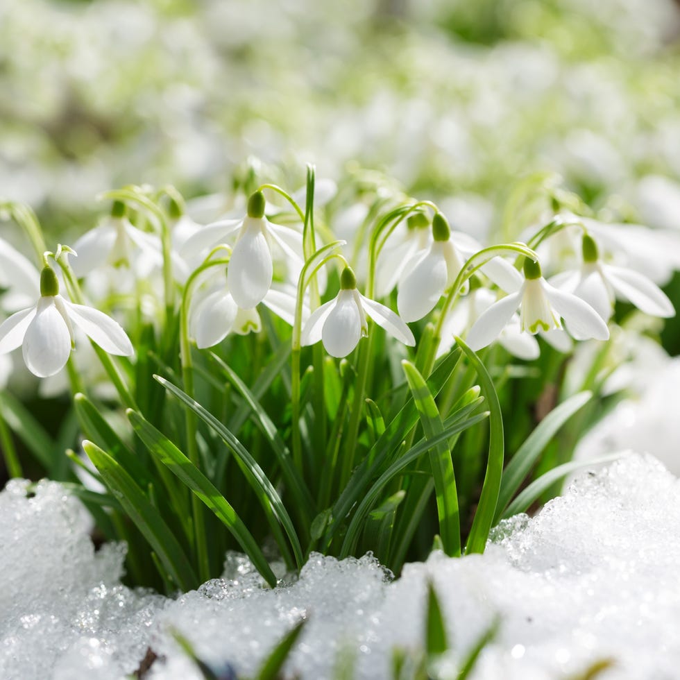 a clump of pure white snowdrops in an english garden in february