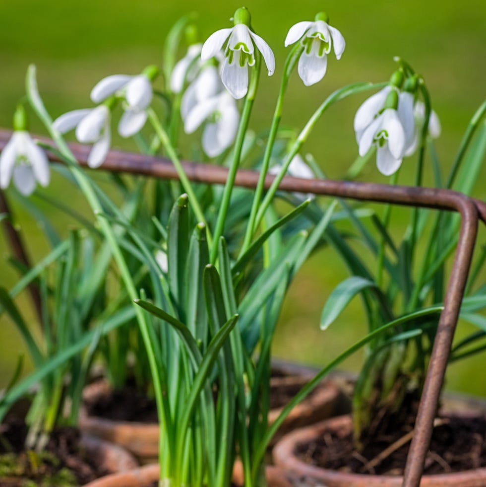 snowdrops in a wooden box
