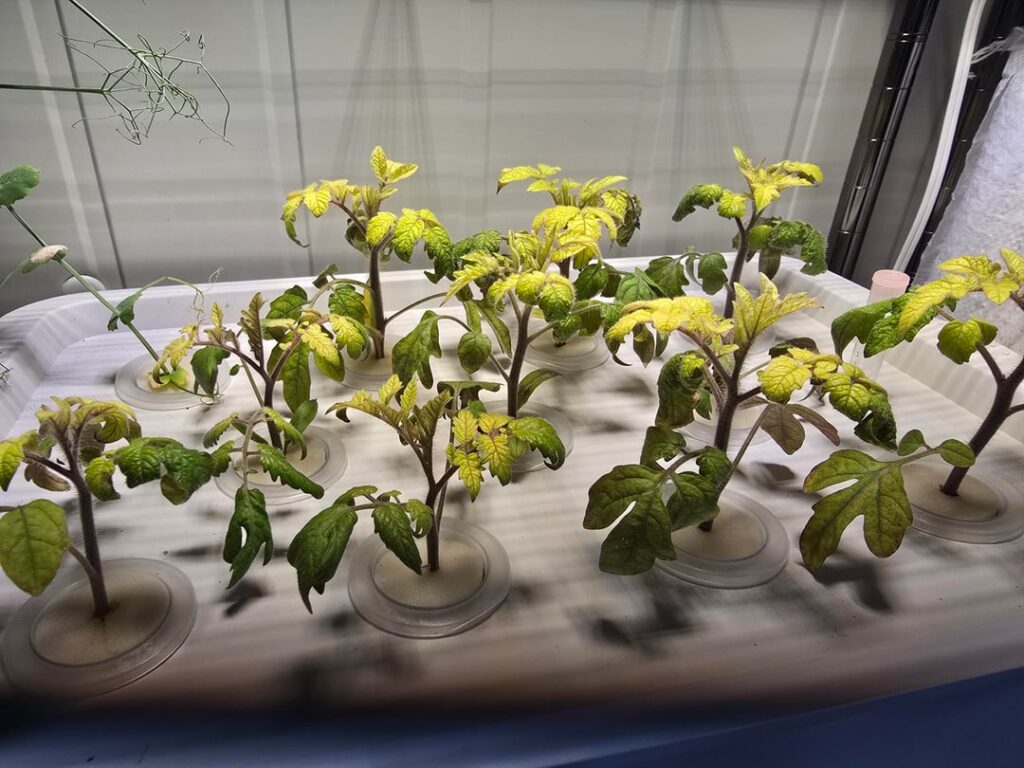 Tomato top leaves yellowing