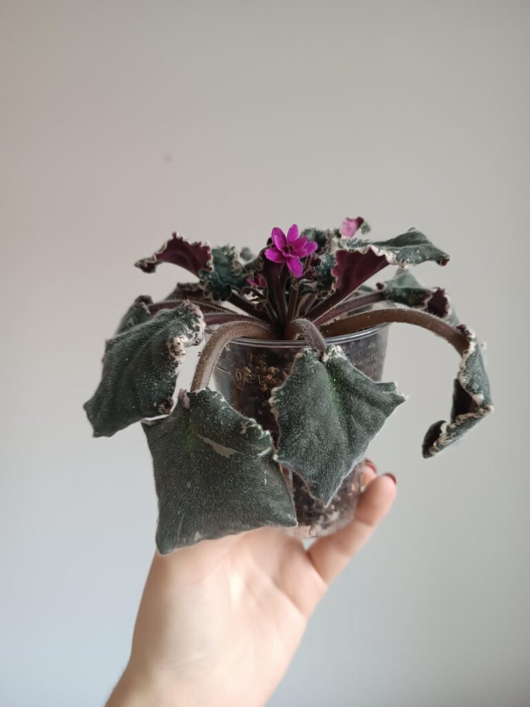 Droopy bottom leaves