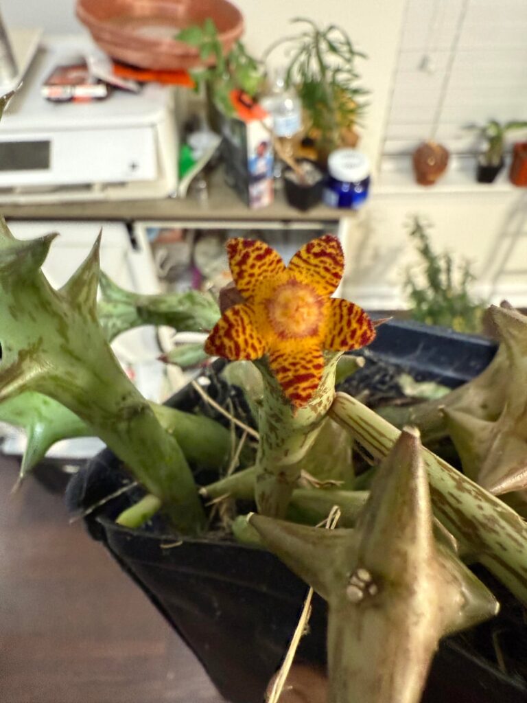 Finally got a bloom on my Orbea!