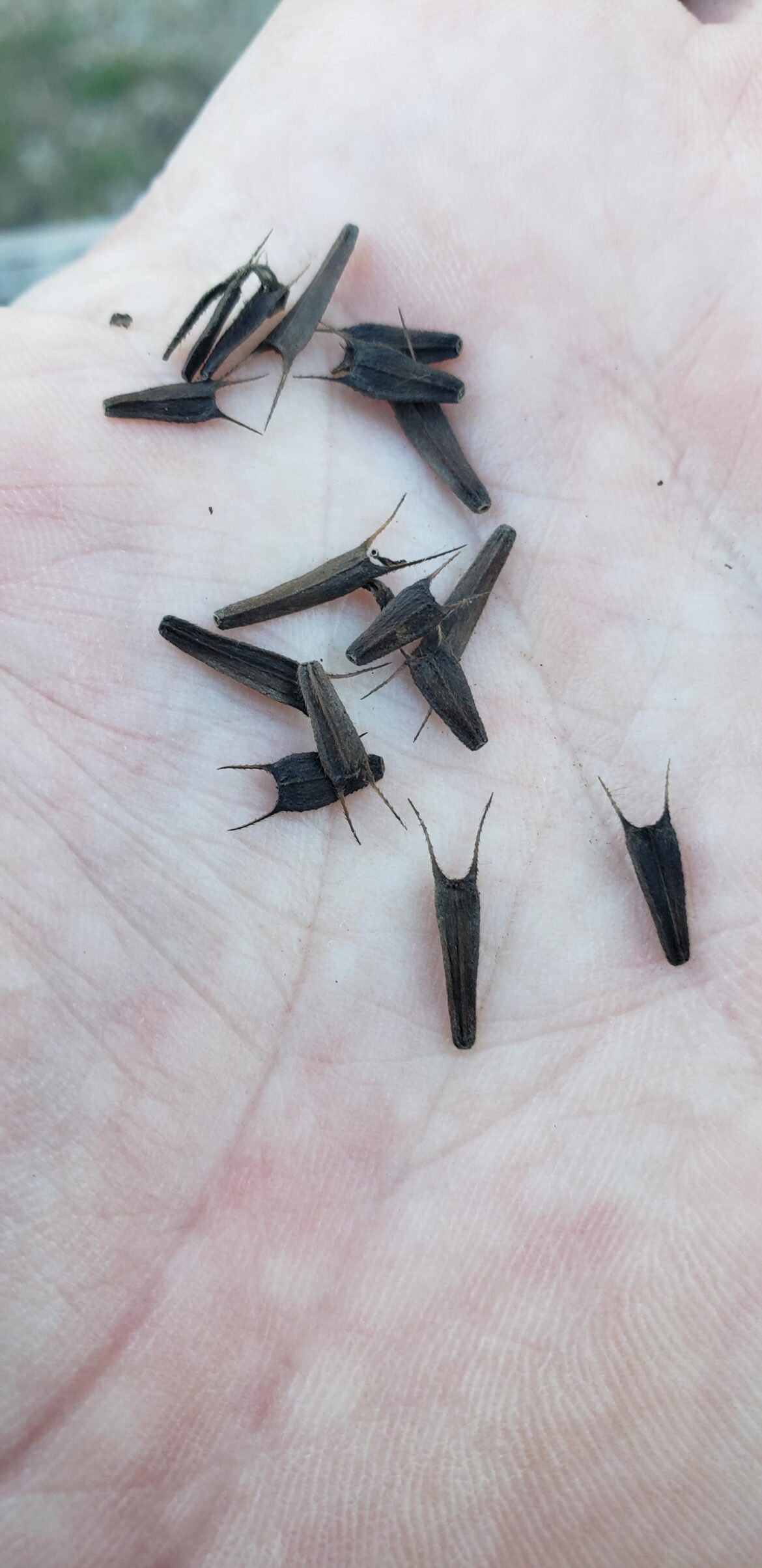 Whats this seed? I found literally thousands of them stuck all over me after a walk in the woods in Tennessee