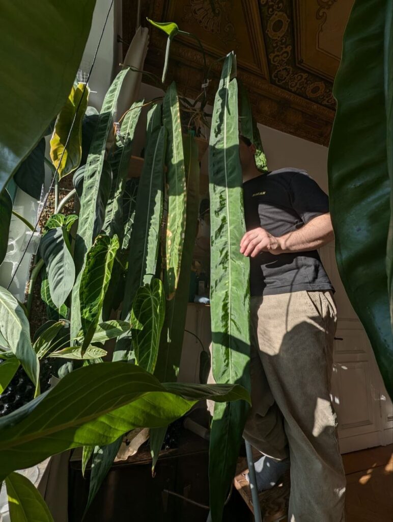Update and interesting discovery on my Pallidiflorum Super Narrow X Pallidiflorum (Giant) Update and interesting discovery on my Pallidiflorum Super Narrow X Pallidiflorum (Giant)