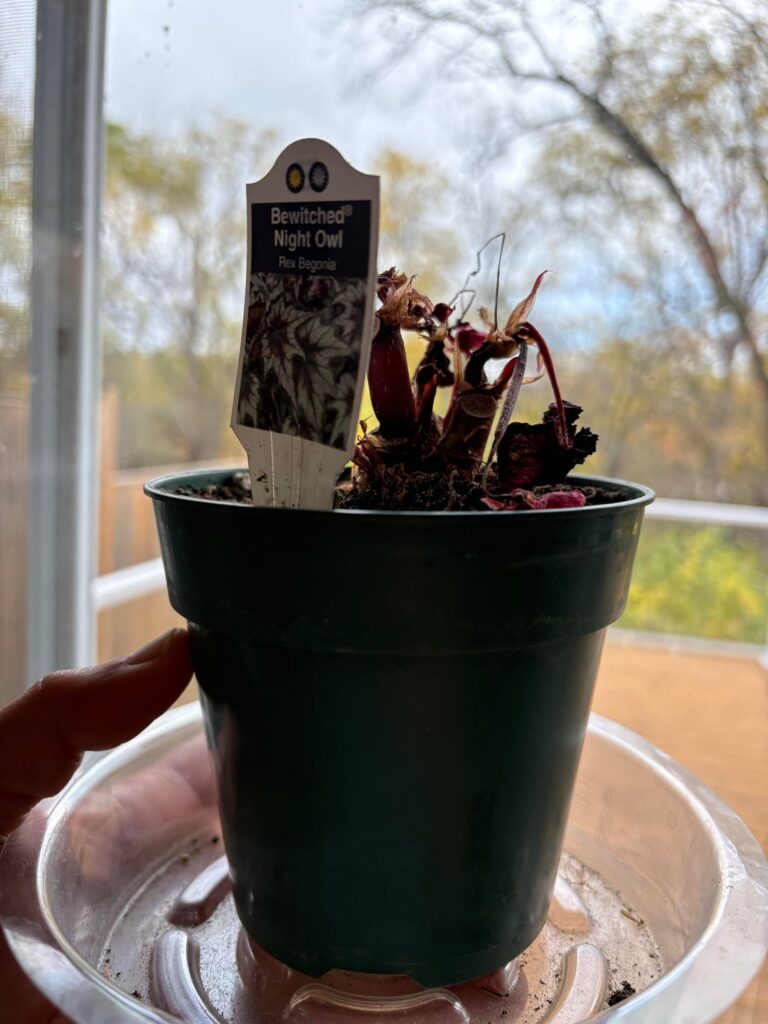 Can this be saved? Bewitched night owl