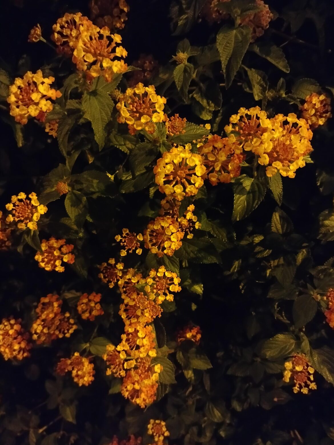 What kind of flower is this? Not only beautiful, it smeels so good to