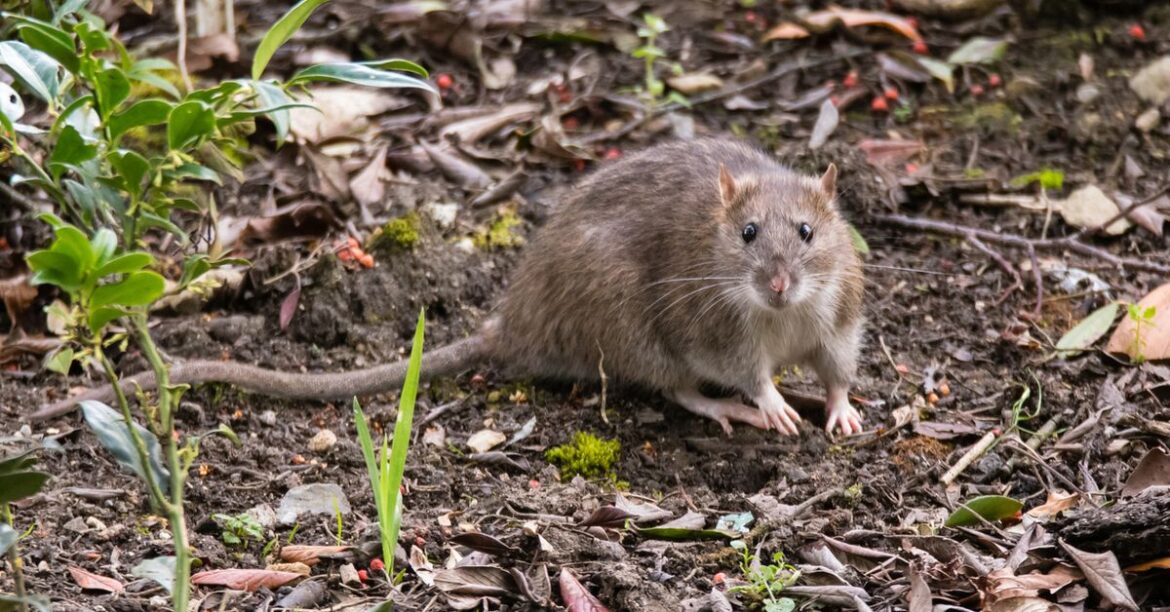 Deter rats from your yard with one plant gardeners swear by Deter rats from your yard with one plant gardeners swear by