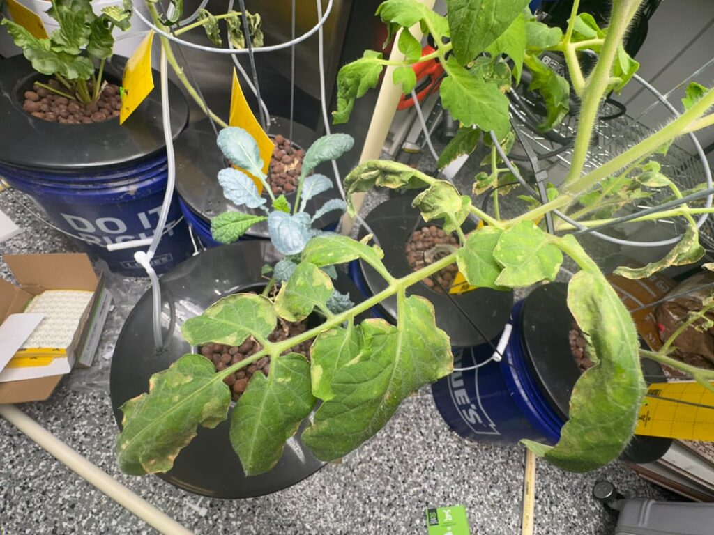 Wilting tomato leaves Wilting tomato leaves