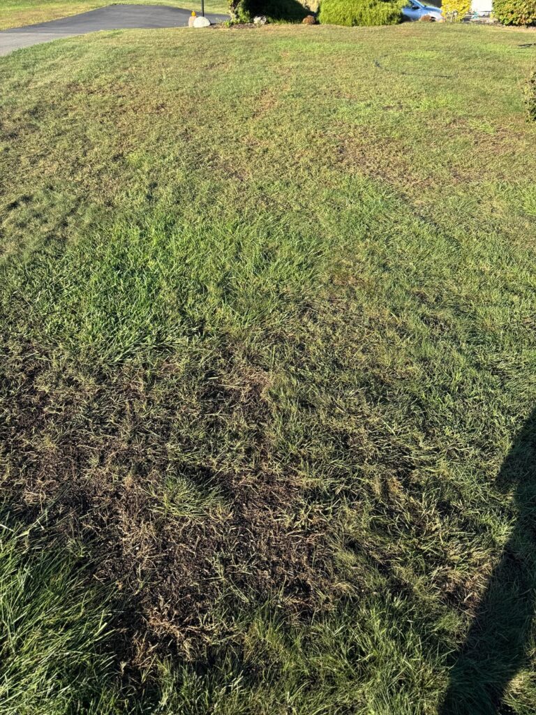 Overseeing zone 6b before and after