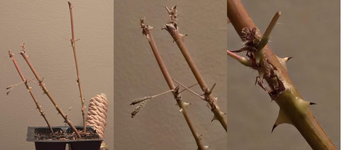 Garden center shopkeep threw us this mysterious plant in for free, cat proceeded to eat all leaves before being able to identify