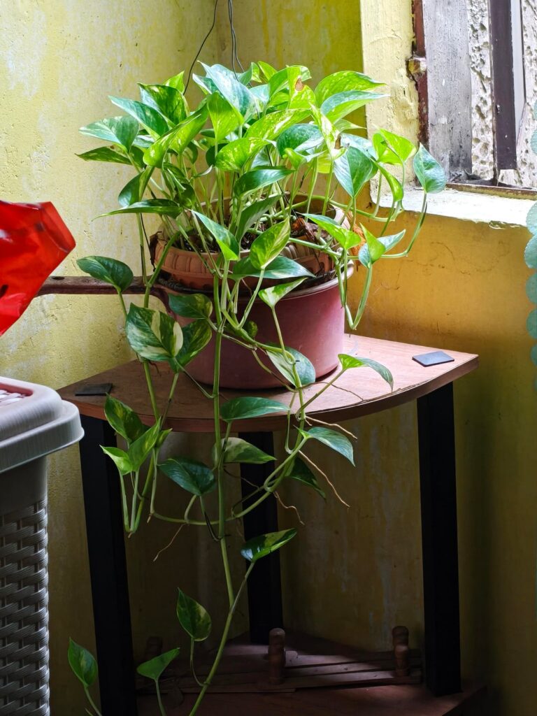 Picked up plant caring during the pandemic. Not the best carer, but I am proud these pothos survived me. 🤣