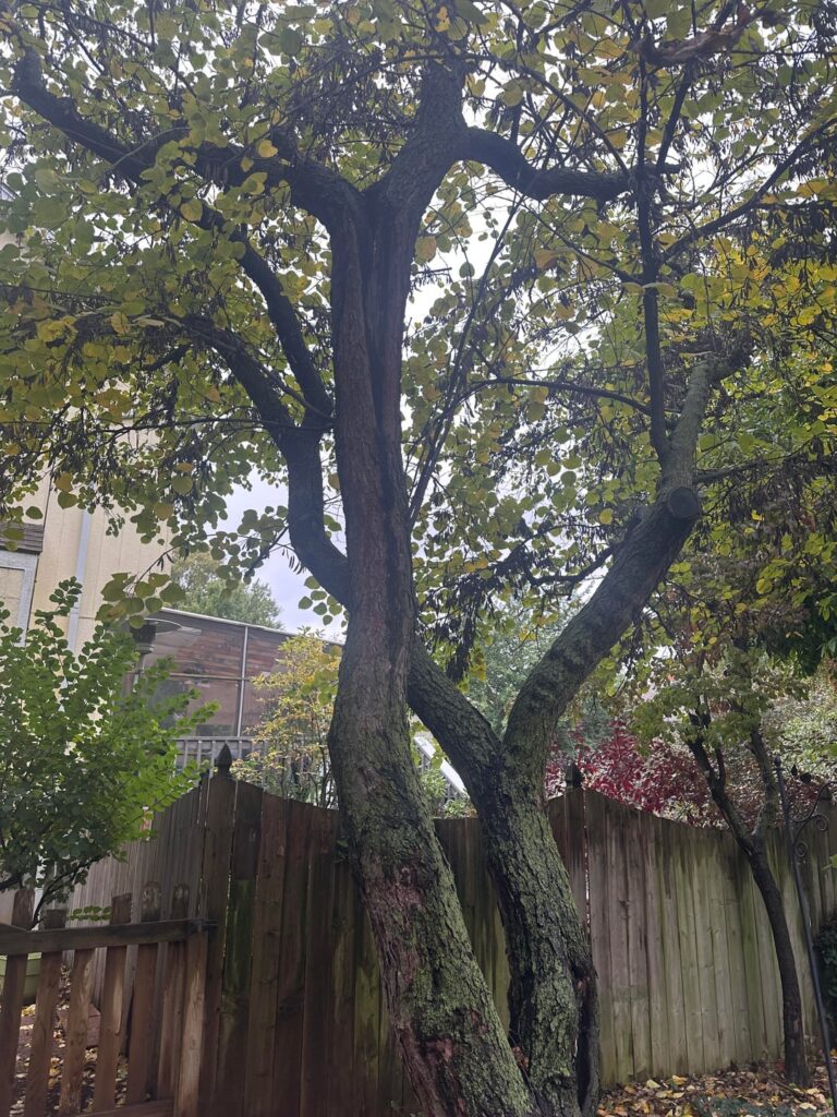 What’s this tree