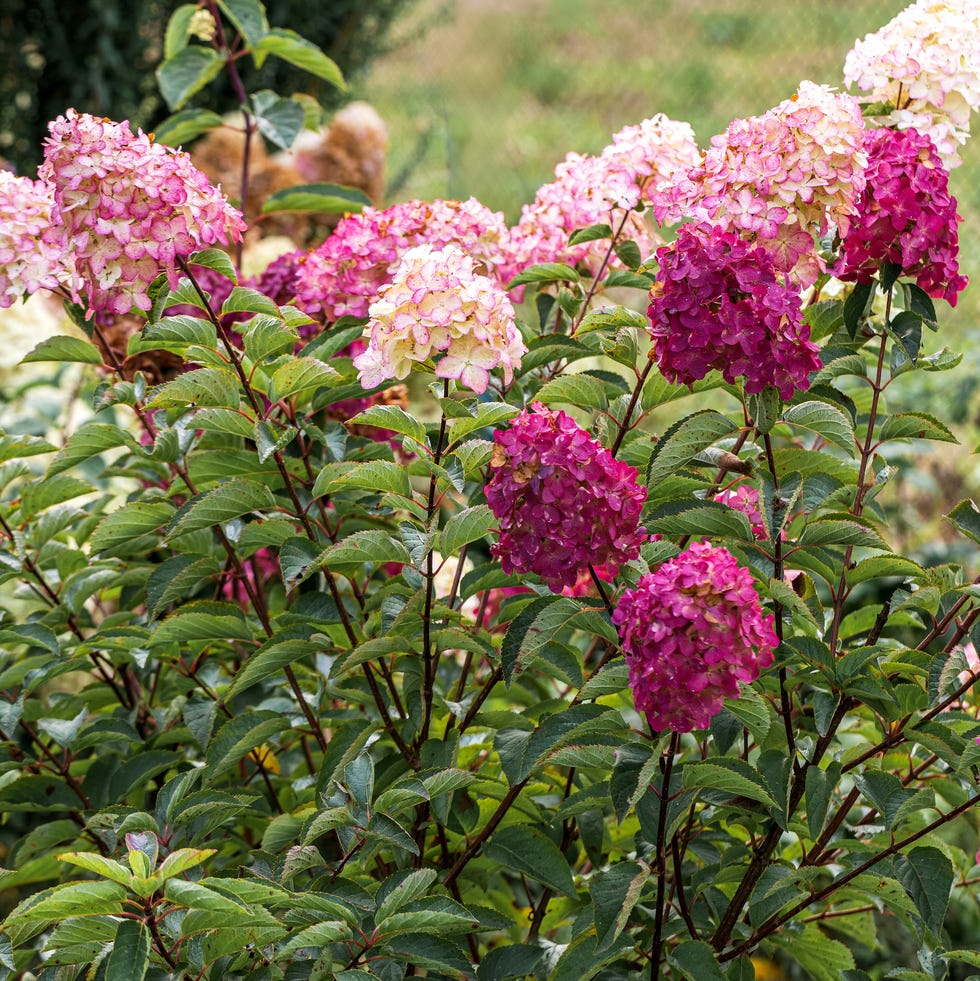 growing hydrangea paniculata in the garden. a combination of varieties of dark pink, red and pale pink. autumn coloring of flowers. high quality photo