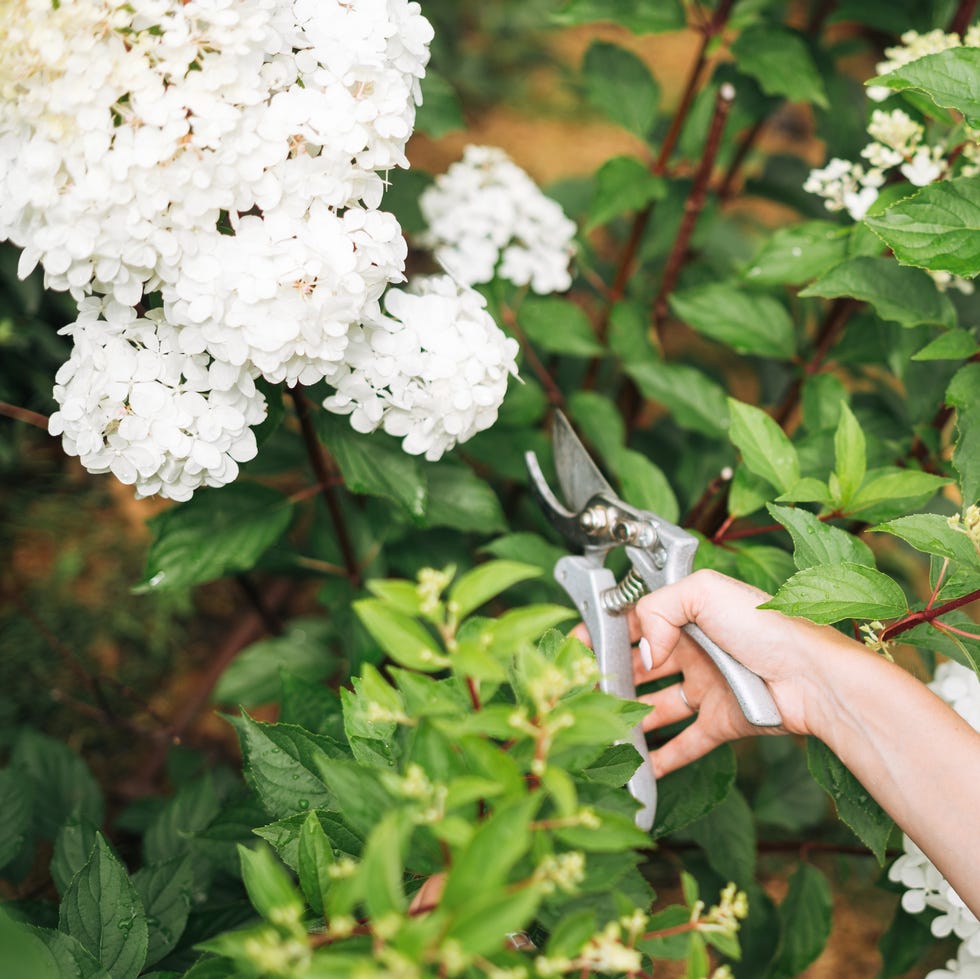 woman pruning hydrangea flowers with secateurs