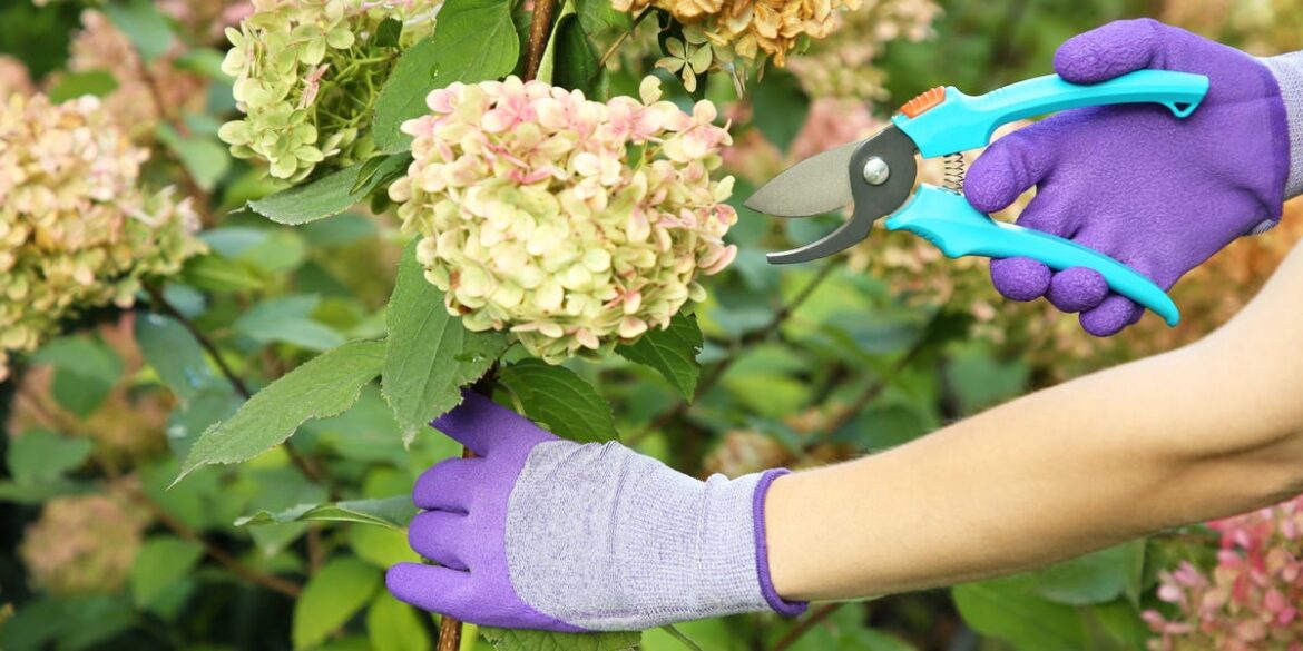 One Pruning Mistake Could Ruin Your Hydrangeas, Expert Warns