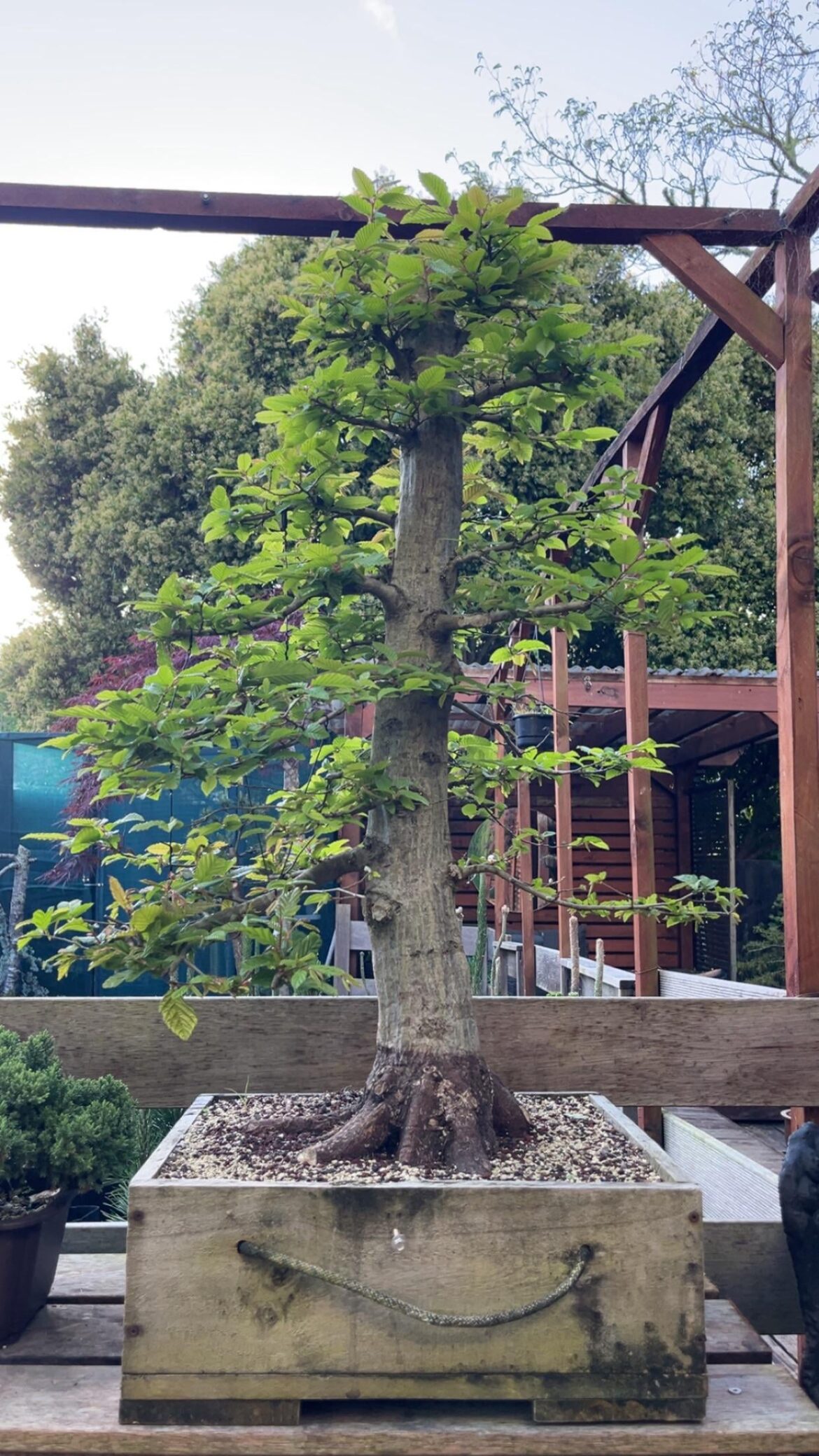 Hornbeam just started leafing out late spring NZ